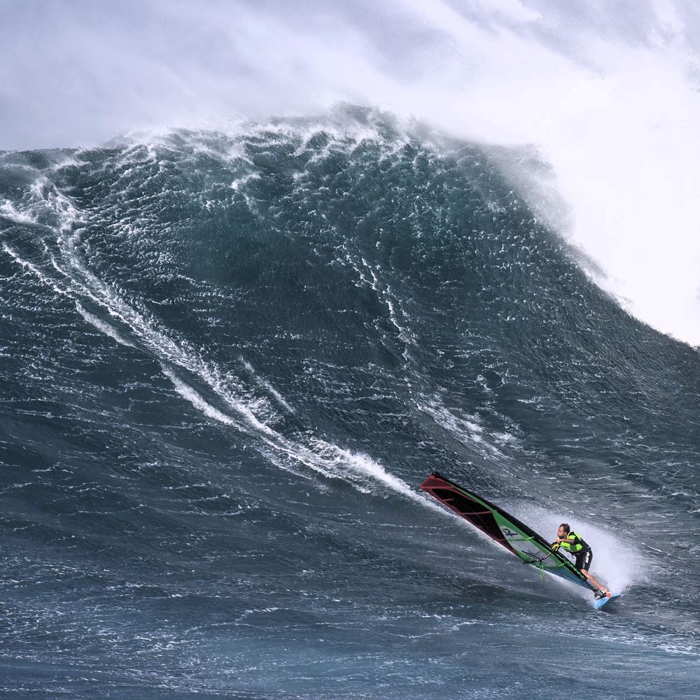 albero windsurf reptile